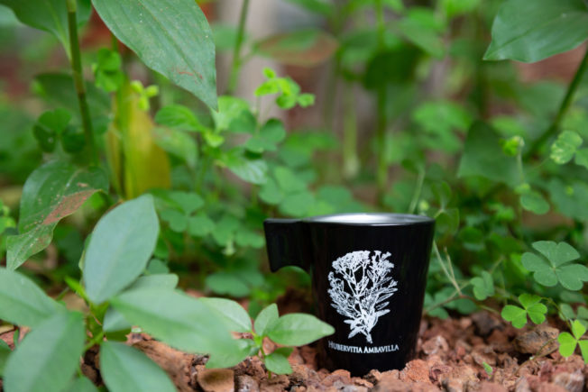 Tasses « Arabica » – Image 2