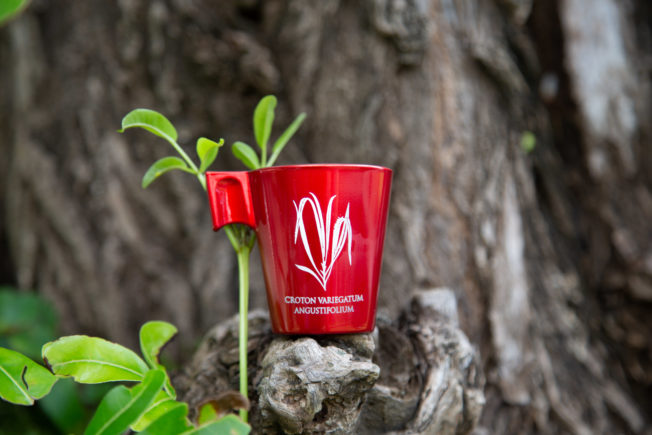 Tasses « Arabica » – Image 5