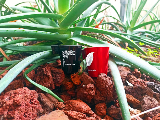 Nouvelle collection Tasses « Arabica »
